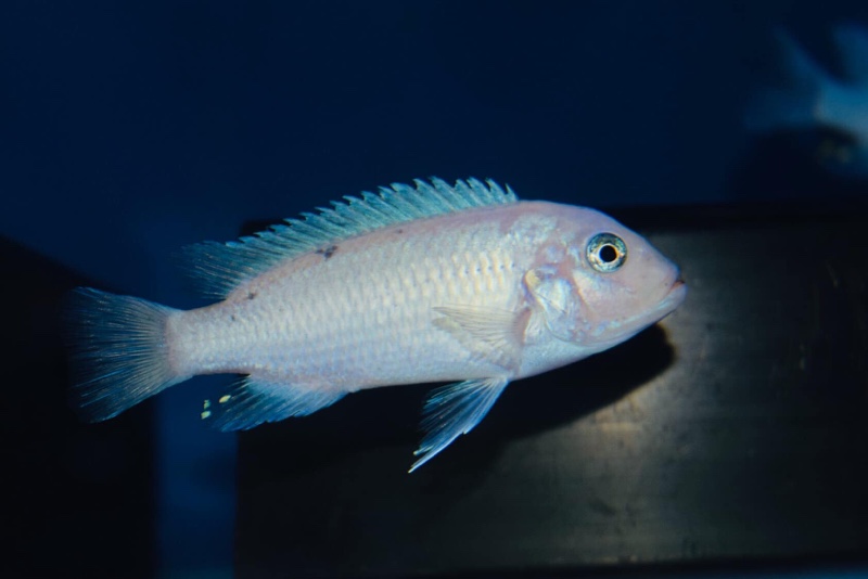 Maylandia callainos 'Chidunga Rocks'